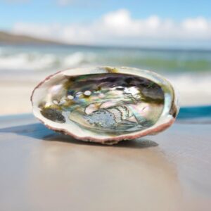 Abalone schelp uit organische boerderij in Chili